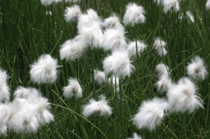 Eriophorum vaginatum (1200 x 799)